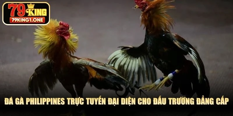 Đá gà Philippines trực tuyến đại diện cho đấu trường đẳng cấp