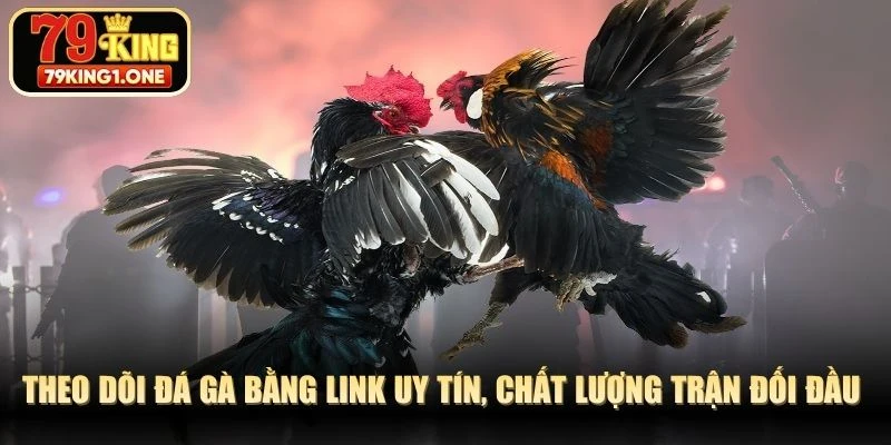 Theo dõi đá gà bằng link uy tín, chất lượng trận đối đầu đỉnh cao